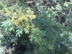 Mimosa quitensis