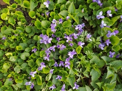 Viola odorata