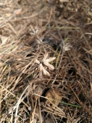 Dracocephalum ruyschiana