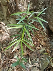 Podocarpus matudae