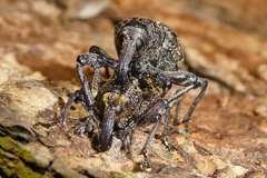 Hylobius excavatus