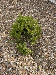 Buxus