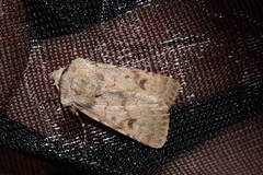 Agrotis cinerea