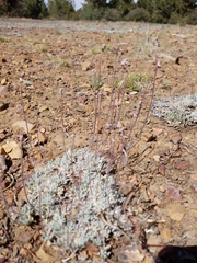 Eriogonum kennedyi austromontanum