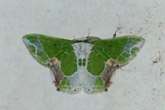 Protuliocnemis partita