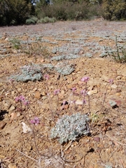 Eriogonum kennedyi austromontanum