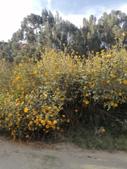 Viguiera pazensis