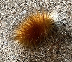 Spilosoma virginica
