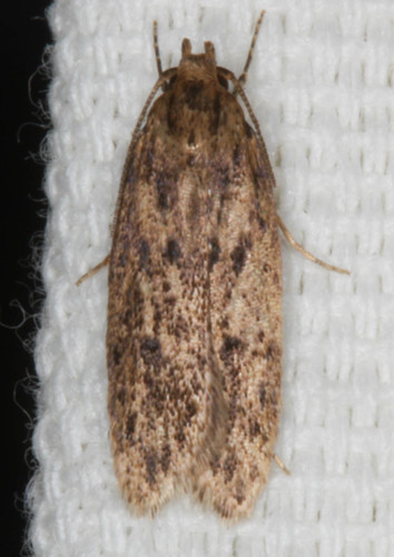 Hofmannophila pseudospretella