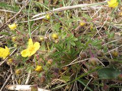 Potentilla heptaphylla