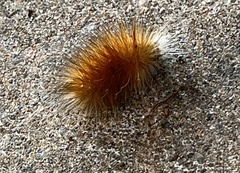 Spilosoma virginica