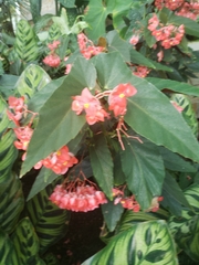 Begonia coccinea