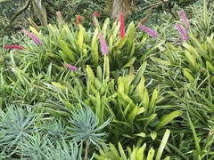 Aechmea gamosepala