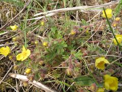 Potentilla heptaphylla
