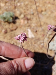 Eriogonum kennedyi austromontanum