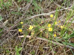 Potentilla heptaphylla
