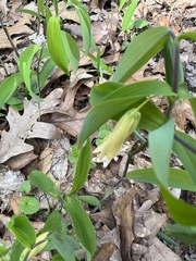 Uvularia sessilifolia