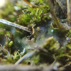 Solenostoma gracillimum