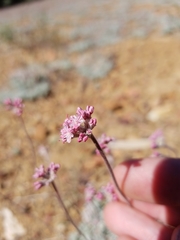 Eriogonum kennedyi austromontanum