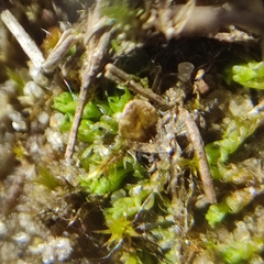 Solenostoma gracillimum