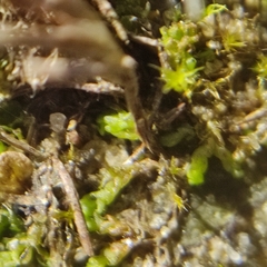 Solenostoma gracillimum