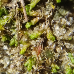 Solenostoma gracillimum