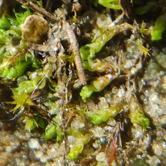 Solenostoma gracillimum