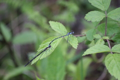 Chromagrion conditum