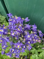 Aquilegia vulgaris