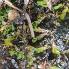 Solenostoma gracillimum