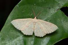 Perixera flavispila