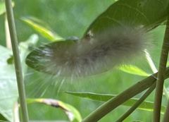 Spilosoma virginica