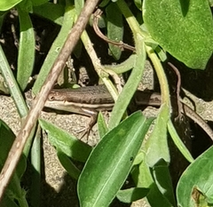 Trachylepis depressa