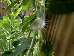 Spilosoma virginica
