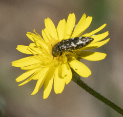 Acmaeodera hepburnii