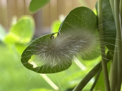 Spilosoma virginica