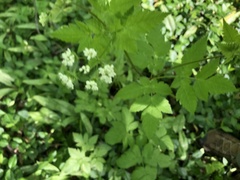 Osmorhiza