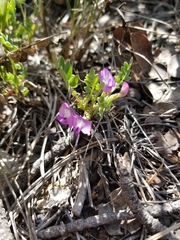 Astragalus megacarpus