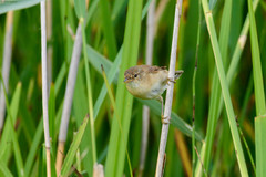 Acrocephalus scirpaceus scirpaceus