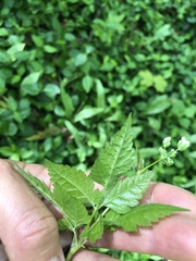 Osmorhiza