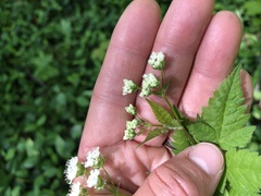 Osmorhiza