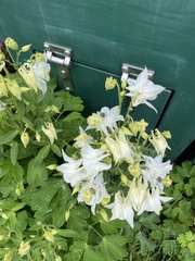 Aquilegia vulgaris