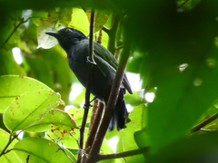 Thamnophilus divisorius