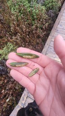 Phyllonorycter ledella