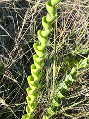 Lopholaena segmentata