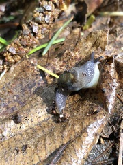 Hemphillia dromedarius