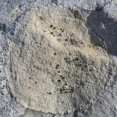 Lecanora meridionalis