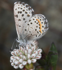 Euphilotes enoptes bayensis