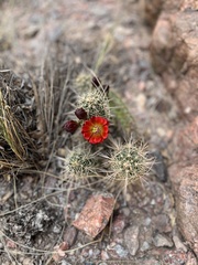 Echinocereus
