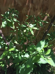 Varronia cylindrostachya